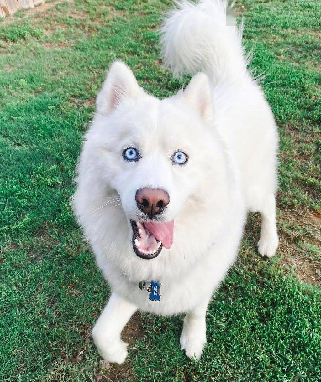 纯白哈士奇长相惊艳宛若精灵可看到它的日常后笑喷了哈哈哈哈