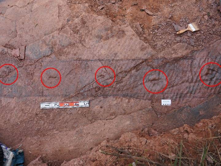 化石|远古发现|1亿年前恐龙留下一串脚印，科学家测出了它的时速