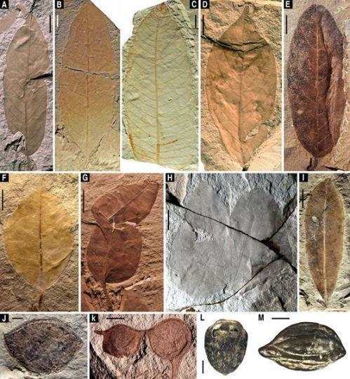 琥珀|科学家“解锁”福建1500万年前热带雨林“宝石库”