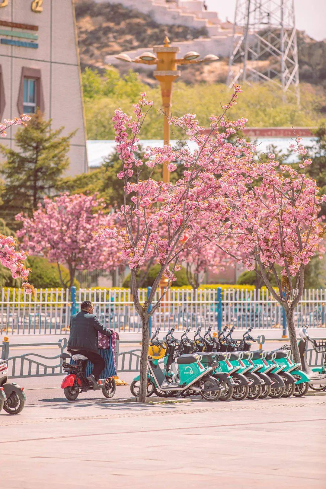 如烟如霞,万般梦幻特别是北京中路这条樱花大道每年5月是拉萨的樱花季