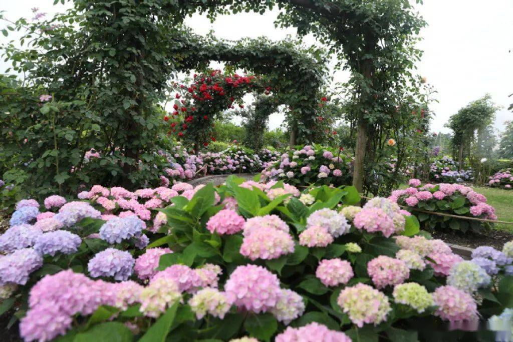 成都10000株绣球花开了1天赏花打来回