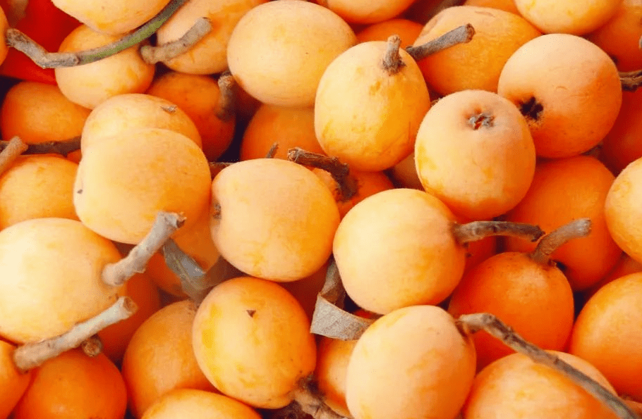 集合到南岸广阳摘酸酸甜甜的枇杷去