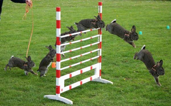 脚踩弹簧,飞跃数米,天生的"跳远冠军"究竟有何独门秘籍?_动物园