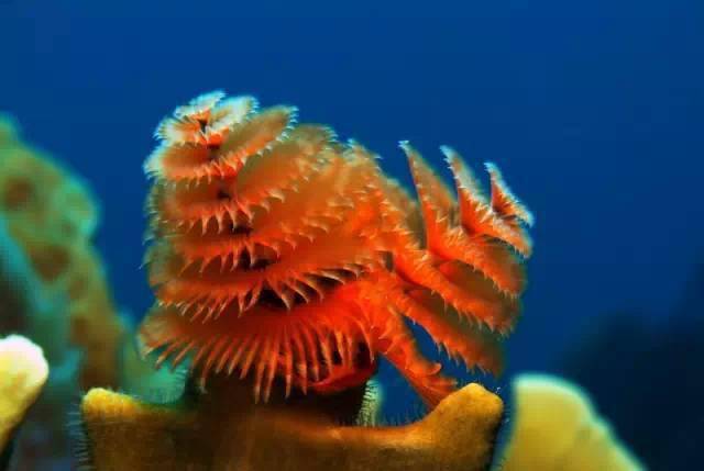 美麗的海底生物