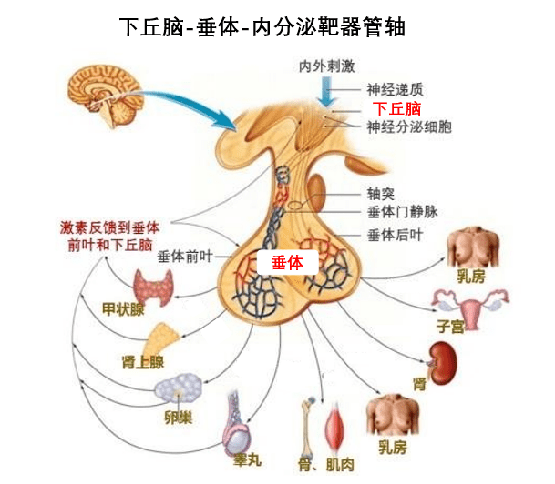 内分泌系统 简易图片