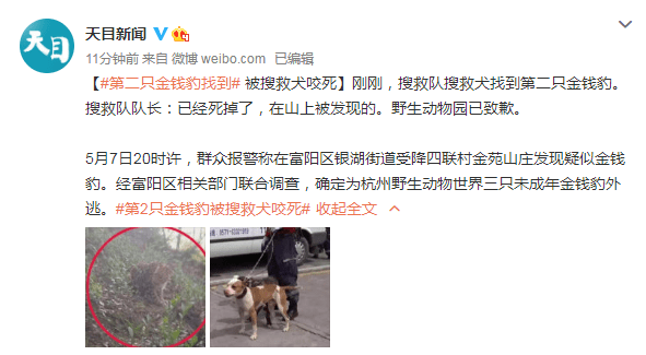 龙羊猎人搜救队长证实:杭州外逃豹子已找到第二只,被狗咬死了