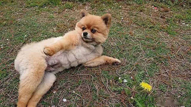 主人晒自家狗子照片却展示了汪的八块腹肌有那味儿了呢