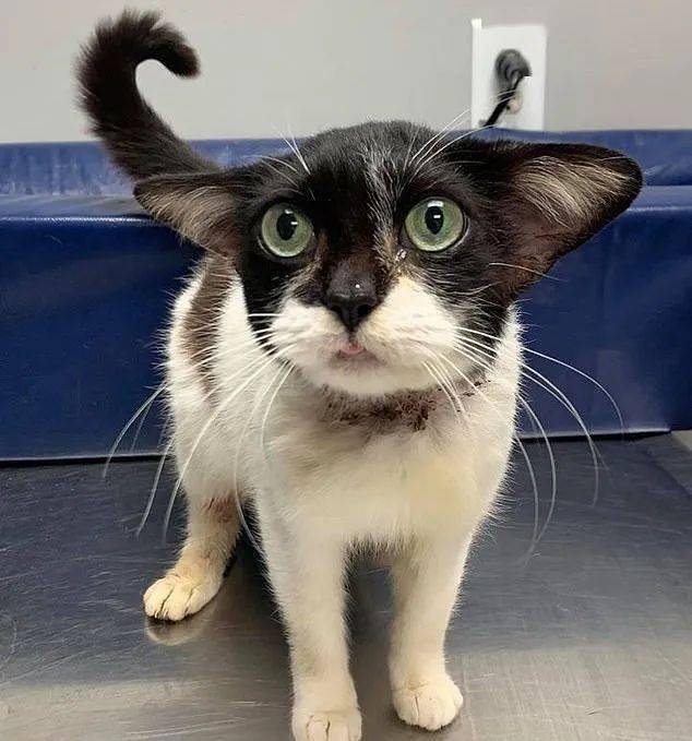 歪果网友救了一只流浪猫 谁看谁傻眼那种 多比