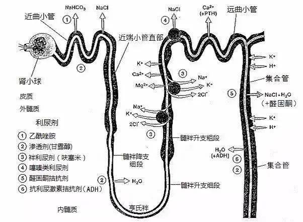 肾远曲小管解剖图图片