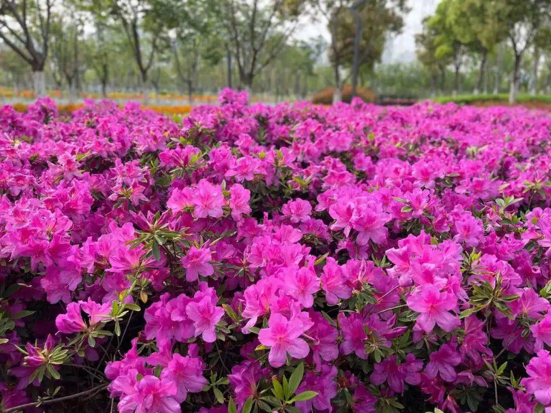 普陀人杜鹃绽放红街头快约上小伙伴一起走花路吧