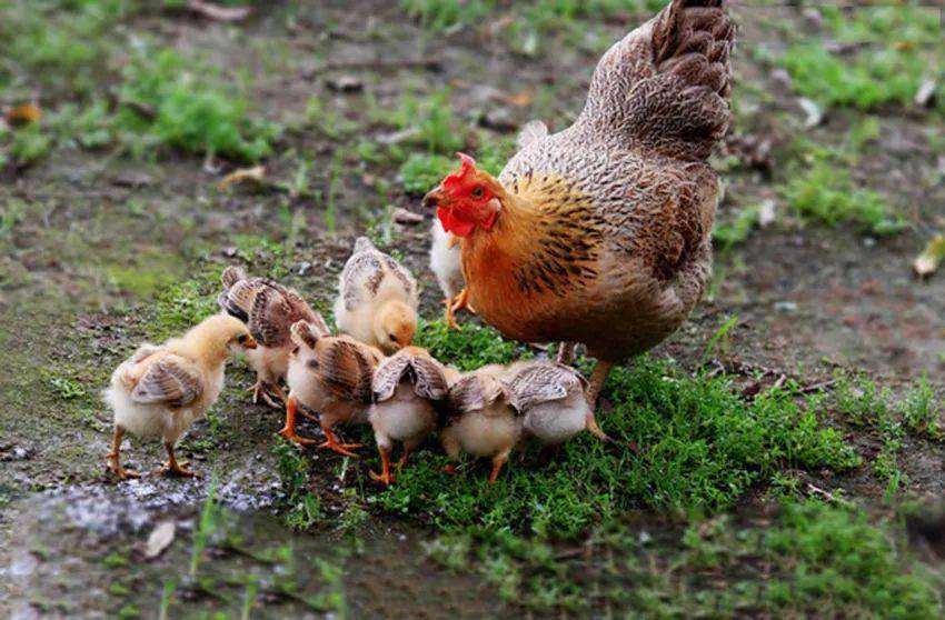 神奇的动物妈妈的爱比海更深