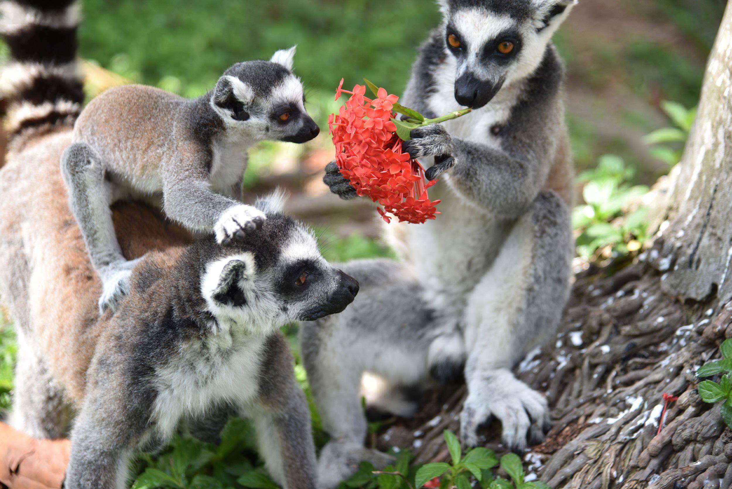 深圳野生动物园里的母亲节