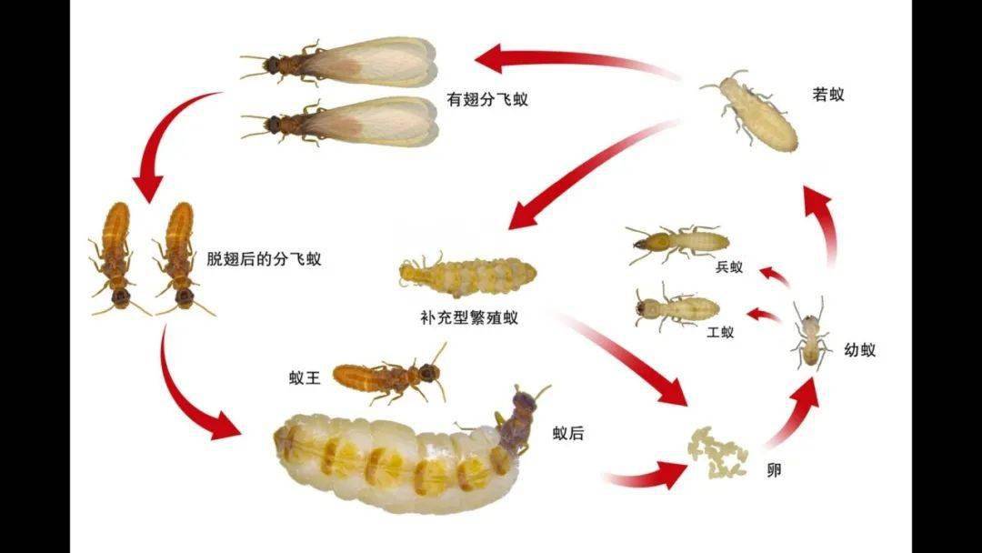 白蚁从幼虫到成虫图片图片