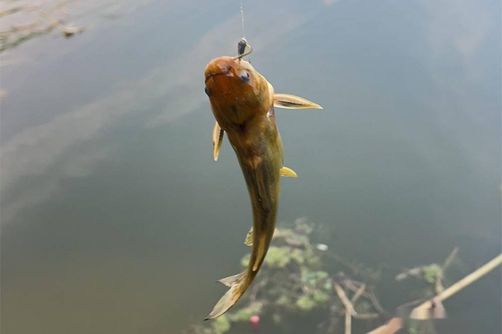 夏钓黄颡鱼最强钓法有这几种出钓时间不同选择不同的钓法