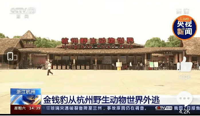 杭州三只金钱豹出逃72小时,瞒报,联合调查组进驻,发生了什么?