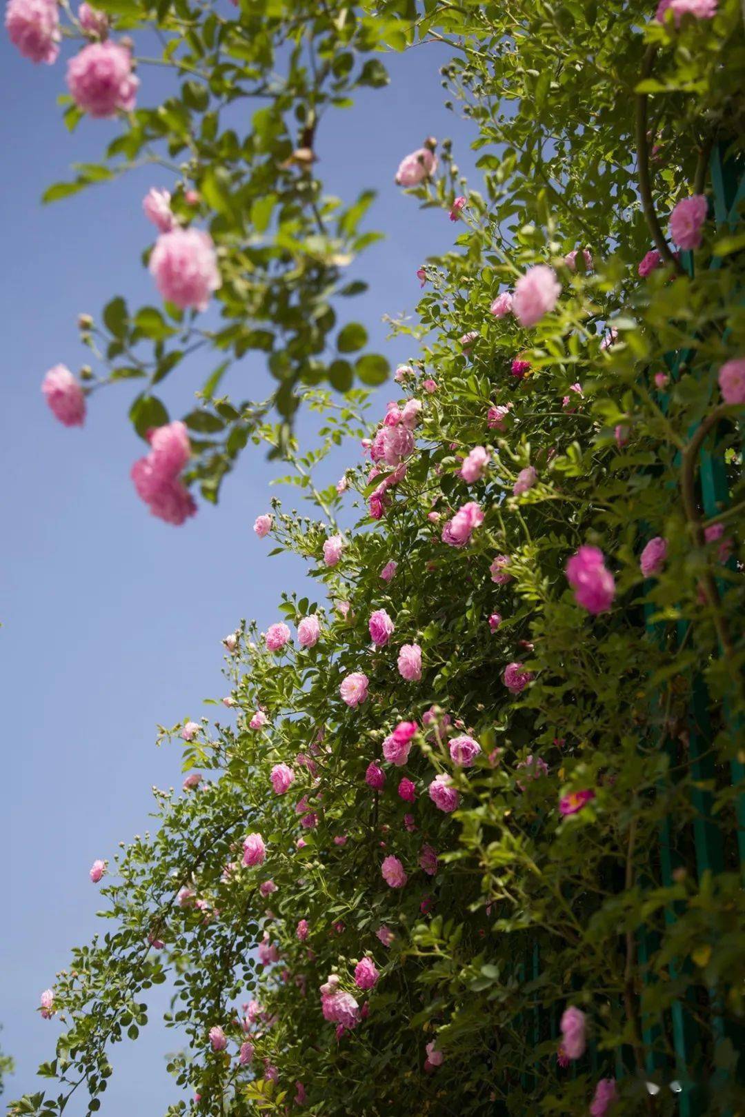 最美的遇见蔷薇花