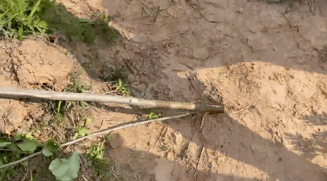 书记上演单手拔"树",场面过于尴尬