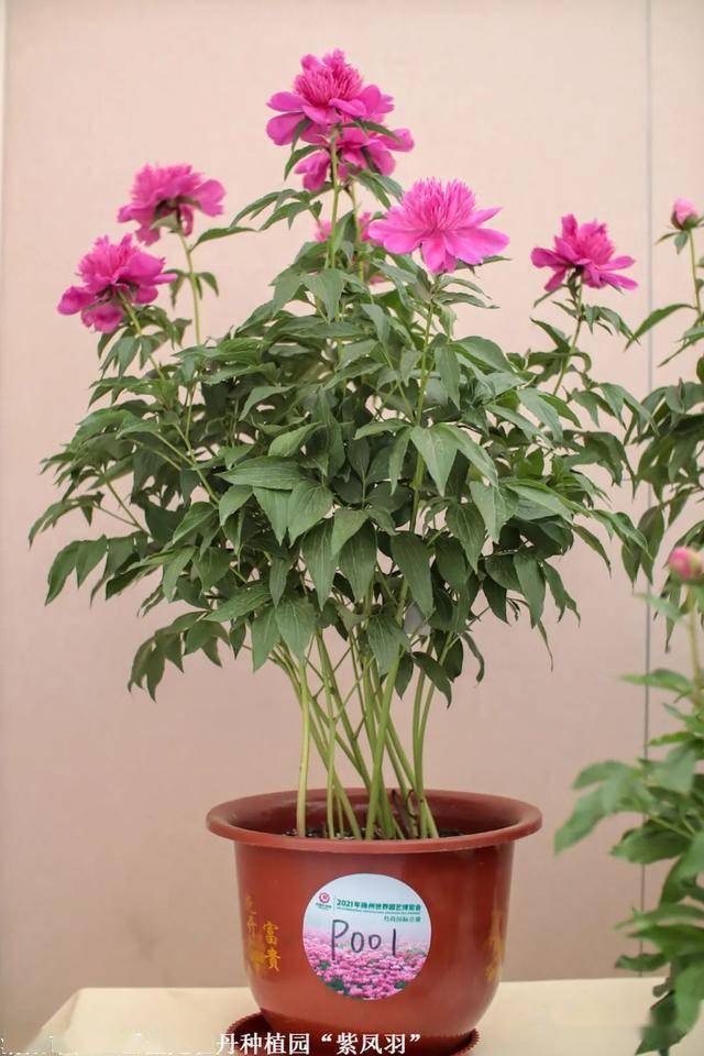 扬州世园会芍药花开排千朵风递清香满扬州扬州世园会芍药国际竞赛奖项