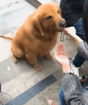 290_346gif 动态图 动图