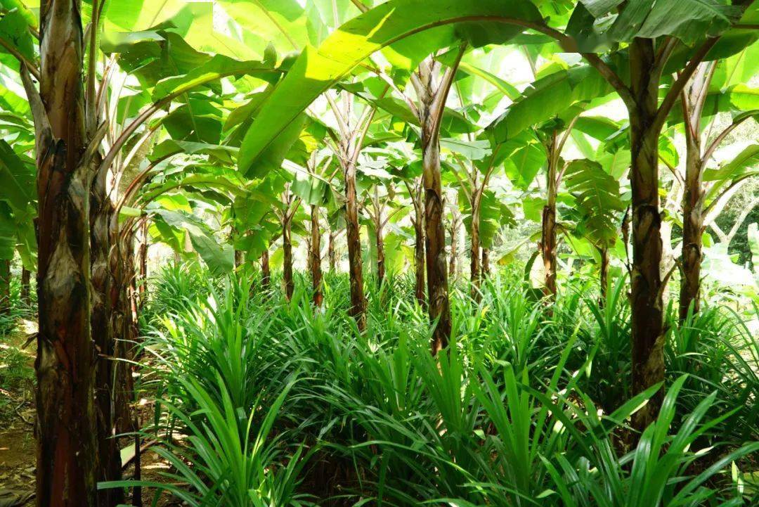 斑兰叶组培快繁技术在海南万宁被攻克 产业前景可观