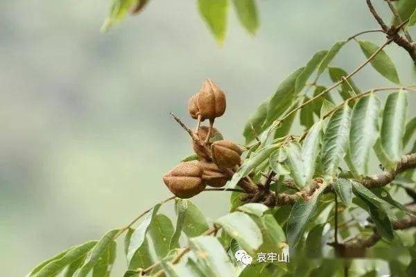 楚雄特色植物图片