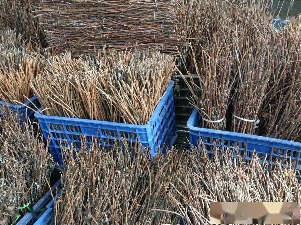 5万亩 成立金蝉种植专业合作社30多家 种苗孵化,技术服务,金蝉收购 及