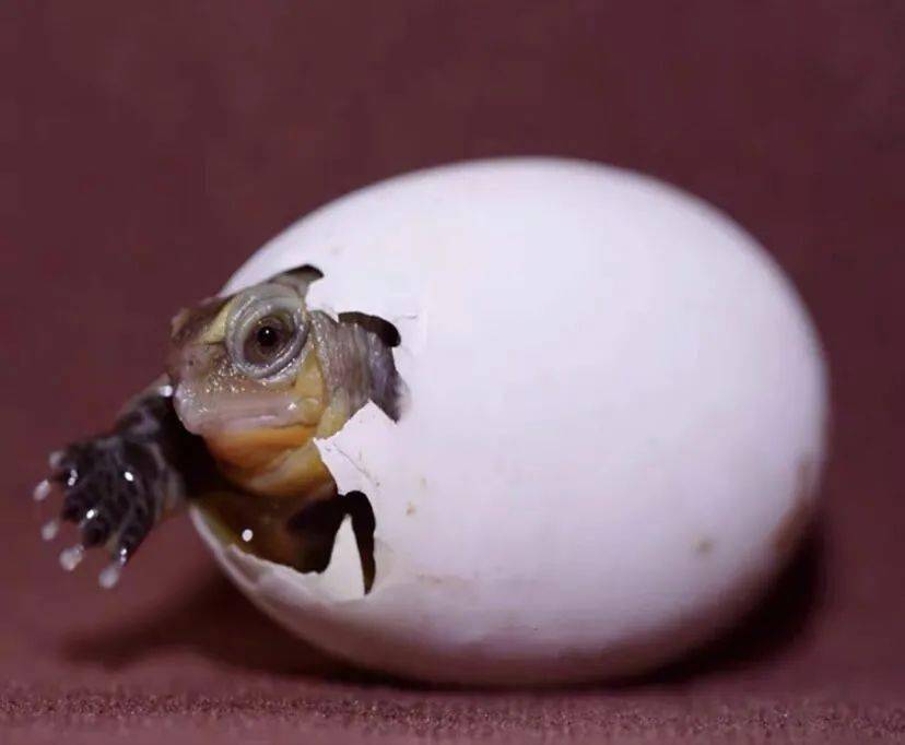 龟宠赌蛋的不确定性魅力体验龟苗出壳的精彩瞬间