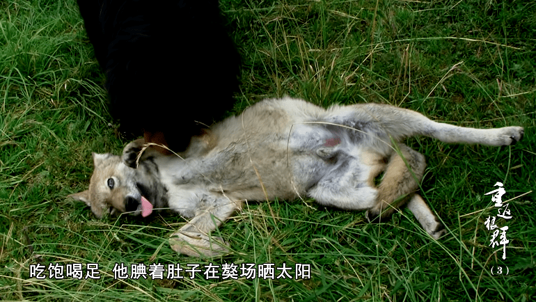 那么,回归前的这段日子,格林就像在混大学,学会不少科目.