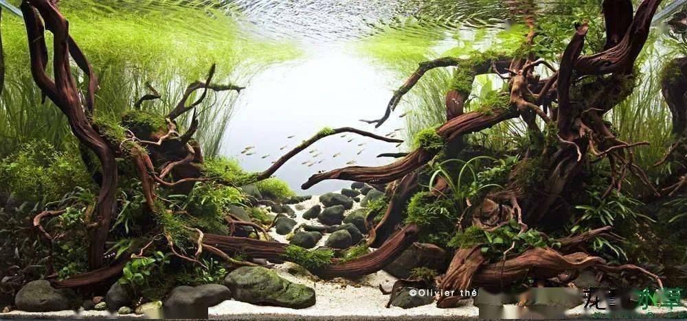 水草缸后景草的8种布局方式让你一次看个够