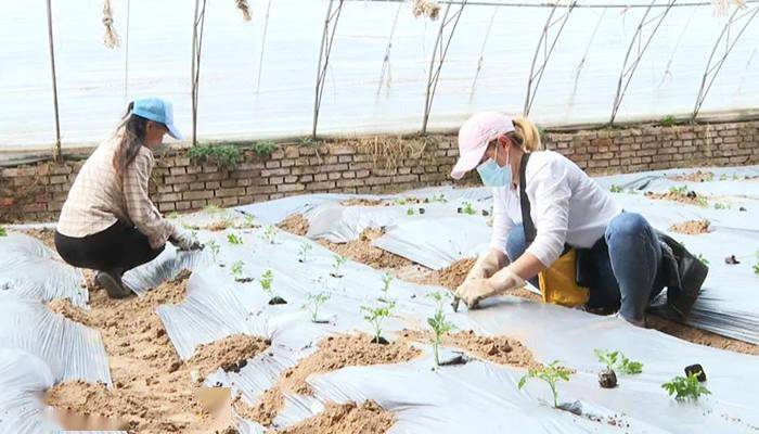 朔州:产销融合发展 打造圣女果全产业链_种植