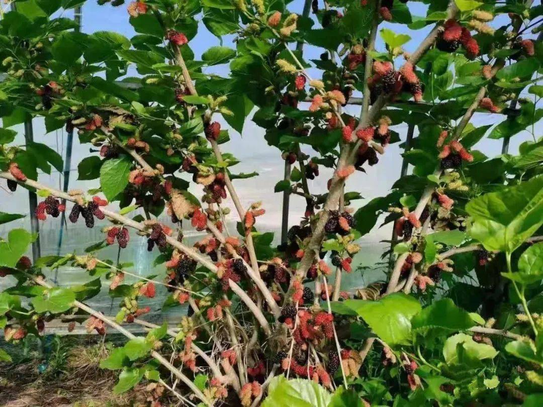 又大又甜家门口的桑葚熟啦来肥东过一个甜蜜假期吧