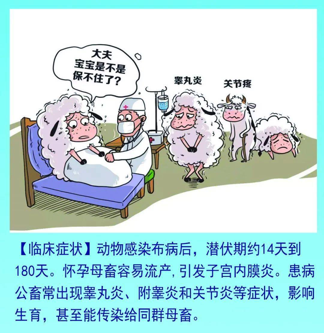 人布病怎么治_人传染了布病的症状及治疗方法_人传布病最突出的表现