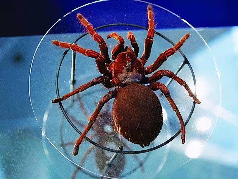 云南发现能吃鸟的蜘蛛俗称地老虎不但吃鸟还吃蛇毒液很珍贵