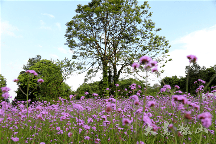 【大美独山】漫山花开 这个地方成为独山新晋"网红"打卡地