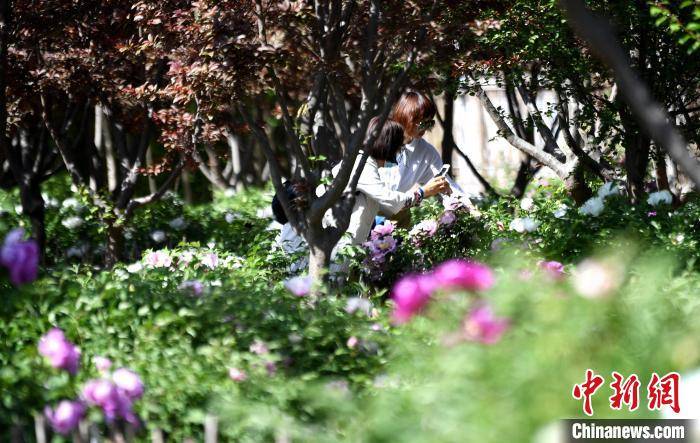 宁夏贺兰700余亩牡丹绽放吸引游客观赏打卡