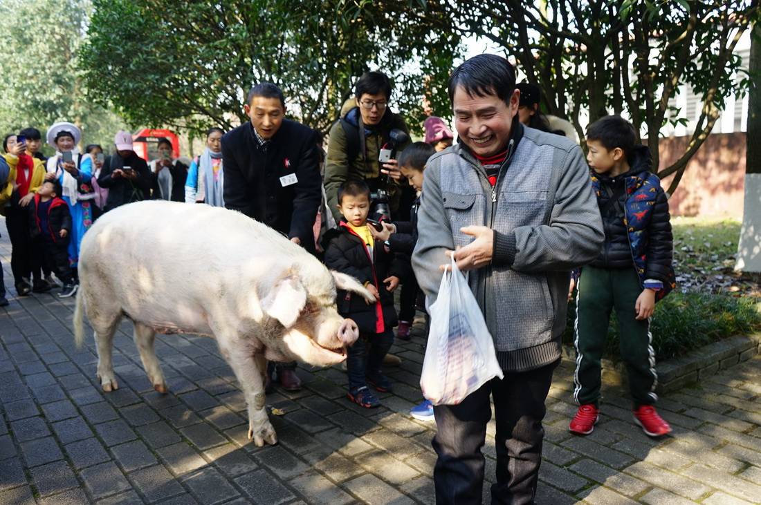 猪坚强之家图片