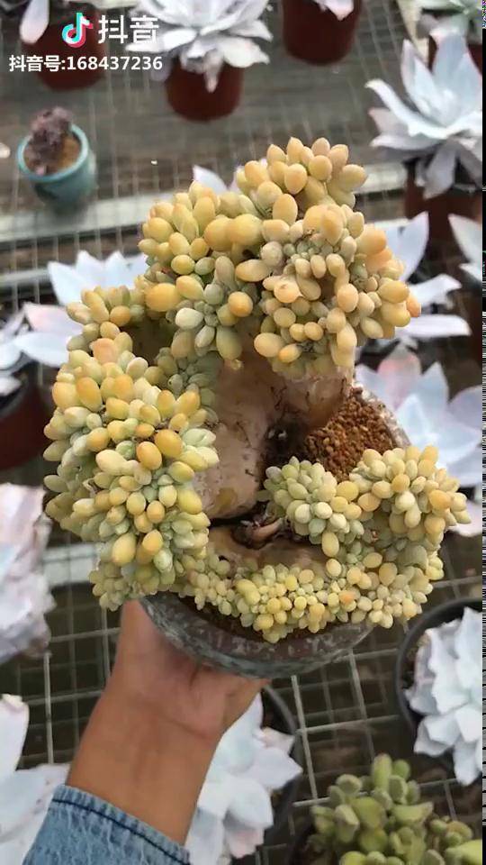 醉美人缀化状态还不错这个品种可以叶插枝插多肉多肉不是肉多