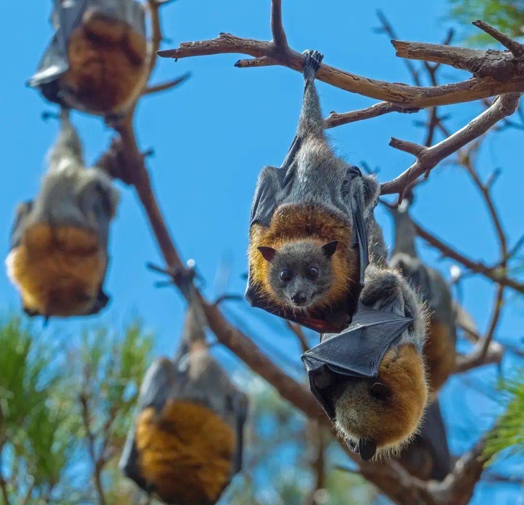 极端气候频发世界动物保护协会开展澳洲狐蝠保护性研究
