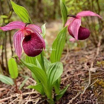 组团招募 夏季川西高原观花活动 兰花团