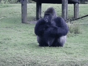 作为智商比较高的动物,大猩猩不仅能直立行走