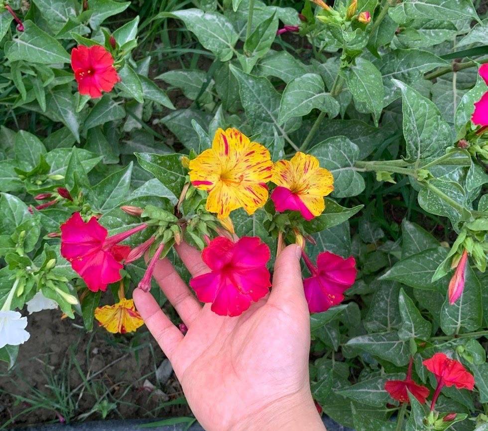 3种名字老土的花耐热耐晒好养花量大也是很美的