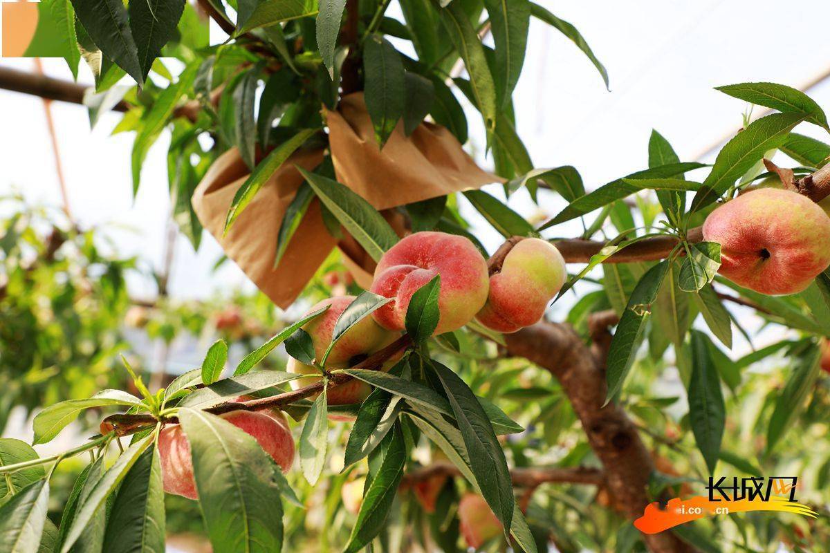 高清组图保定满城区蟠桃丰收季果农笑开颜