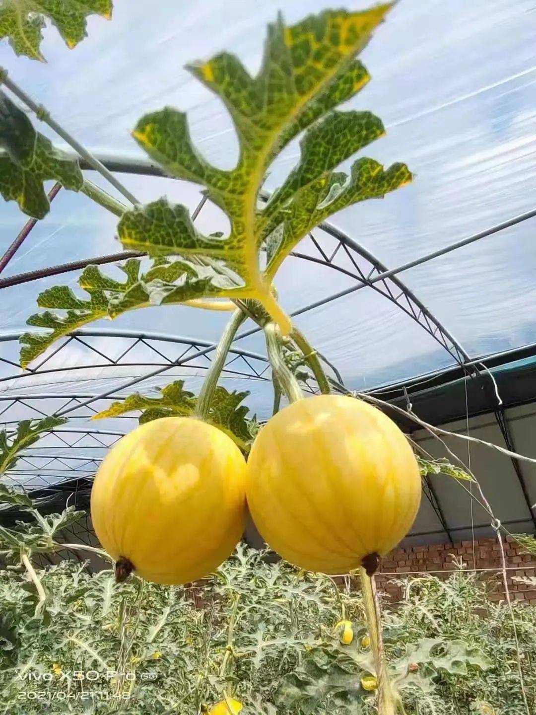 开园啦盐池的网红小西瓜等你采摘让你甜蜜一夏