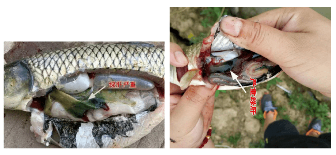 肠道:肠道情况较好,没有发现肠炎,寄生虫情况.