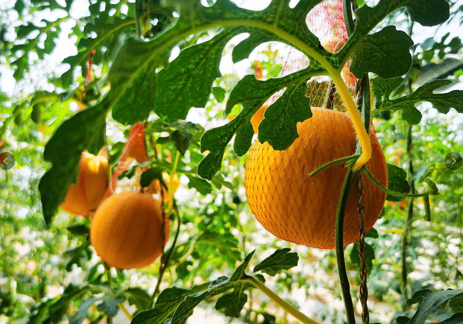 开园啦盐池的网红小西瓜等你采摘让你甜蜜一夏