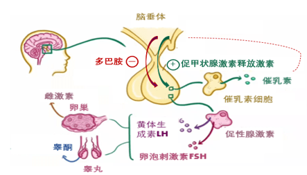 泌乳素高的原因图片