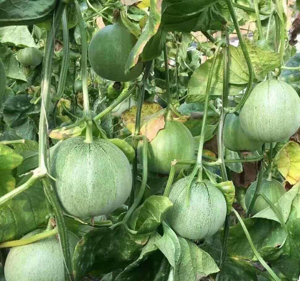 口感酥脆特别好吃的薄皮甜瓜品种绿皮绿瓤品质稳定