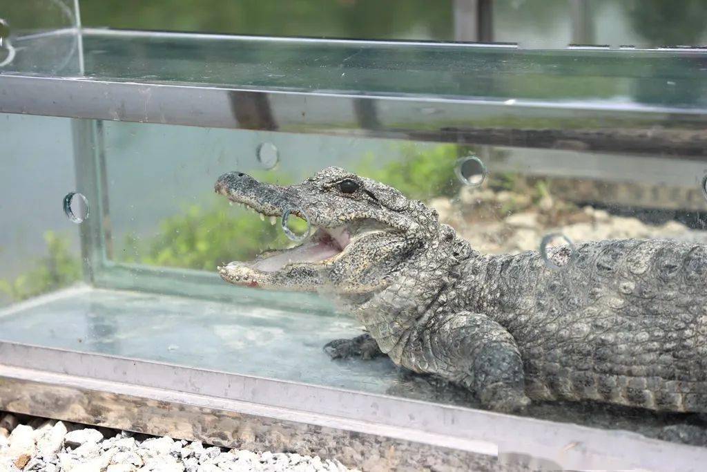 首批20位"小可爱"回家!_扬子鳄