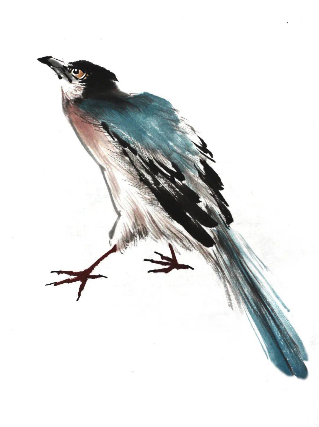 图文教程灰喜鹊的画法