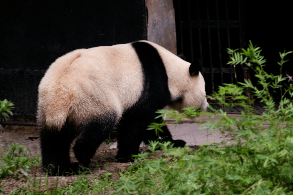 大熊猫的尾巴到底是什么颜色?知道答案的你 赶快留言告诉我们吧